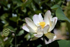 image of lotus #29