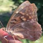 image of animal