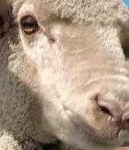 image of animal