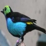 image of bird