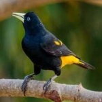 image of bird