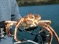 image of king_crab #33