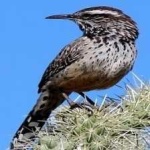 image of bird