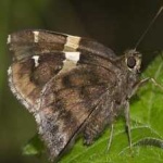 image of banded_butterfly #2