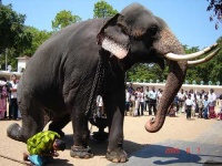 image of tusker