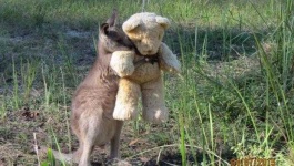 image of animal