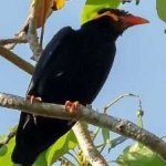 image of bird