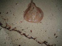 image of electric_ray