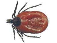 image of tick