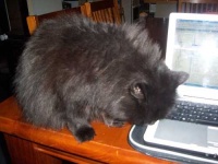 image of persian_cat