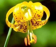 image of flower