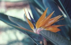 image of bird_of_paradise_flower #22