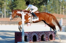 image of animal