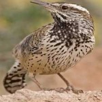 image of bird
