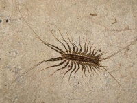 image of centipede #12