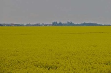 image of rapeseed