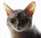image of animal