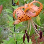 image of flower