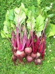 image of beetroot #20