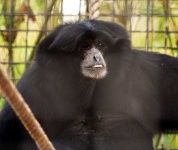 image of siamang