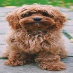 image of animal