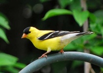 image of goldfinch