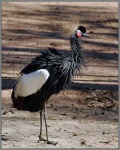 image of crane