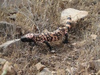 image of gila_monster