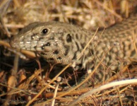 image of whiptail