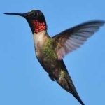 image of bird