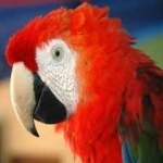 image of bird