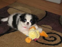 image of animal