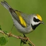 image of bird