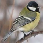 image of bird