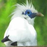 image of bali_starling #19