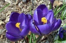 image of flower