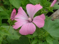 image of flower
