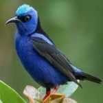 image of bird