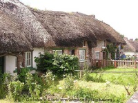 image of thatch