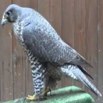 image of bird