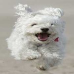 image of animal
