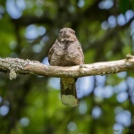 image of nightjar