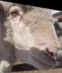image of animal