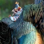 image of bird