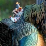 image of ocellated_turkey #8