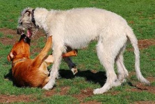 image of irish_wolfhound