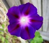 image of flower