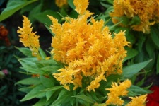 image of flower