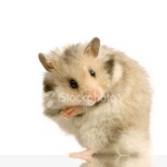 image of hamster