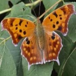 image of animal